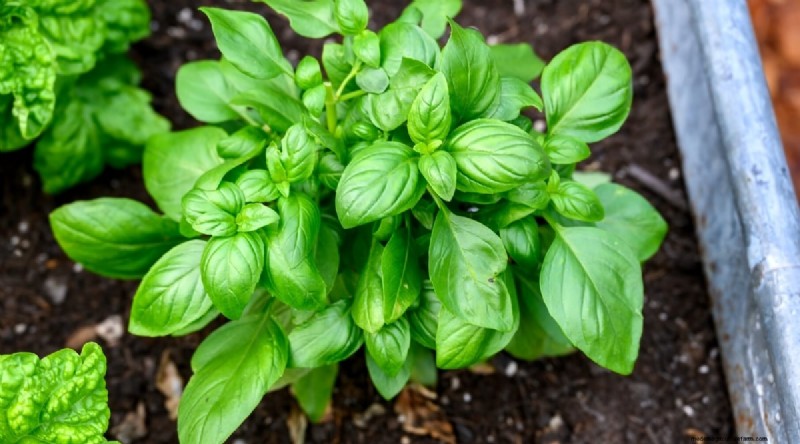 Direct‑Sow Success: 9 Must‑Plant Fruits & Vegetables for May