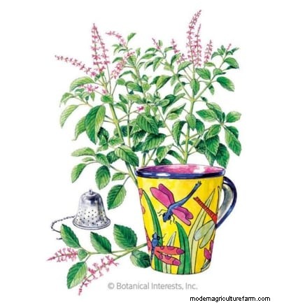 15 Proven Strategies to Grow Lush Basil in Pots and Containers