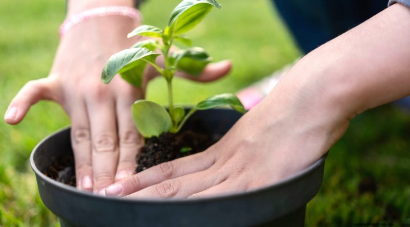 15 Proven Strategies to Grow Lush Basil in Pots and Containers