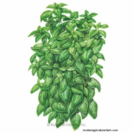 15 Proven Strategies to Grow Lush Basil in Pots and Containers