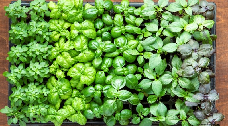 15 Proven Strategies to Grow Lush Basil in Pots and Containers