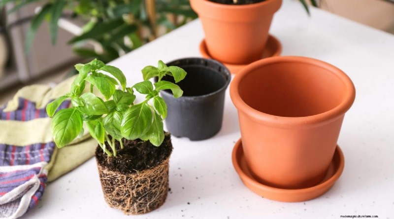 15 Proven Strategies to Grow Lush Basil in Pots and Containers