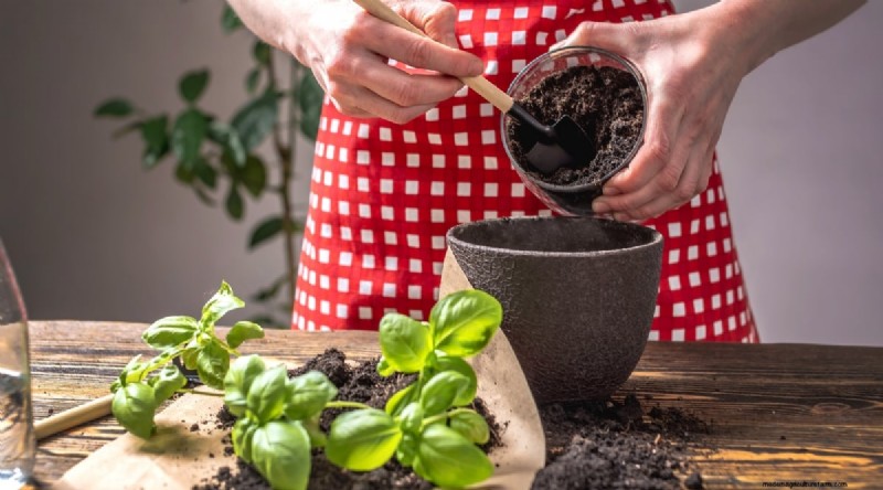 15 Proven Strategies to Grow Lush Basil in Pots and Containers
