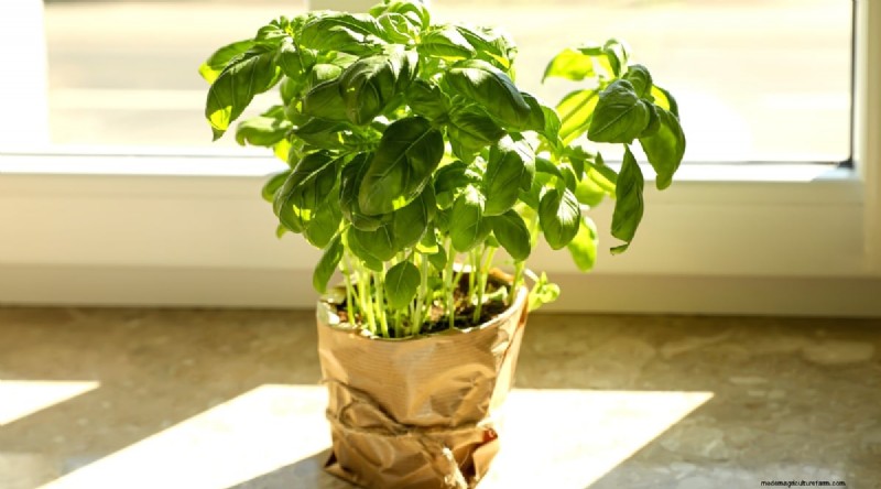 15 Proven Strategies to Grow Lush Basil in Pots and Containers