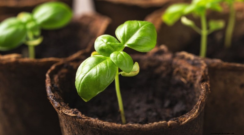 15 Proven Strategies to Grow Lush Basil in Pots and Containers