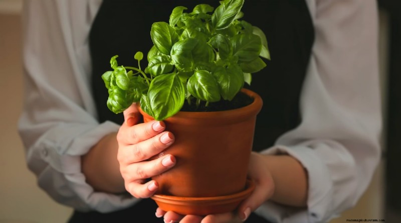 15 Proven Strategies to Grow Lush Basil in Pots and Containers