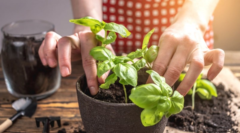 15 Proven Strategies to Grow Lush Basil in Pots and Containers