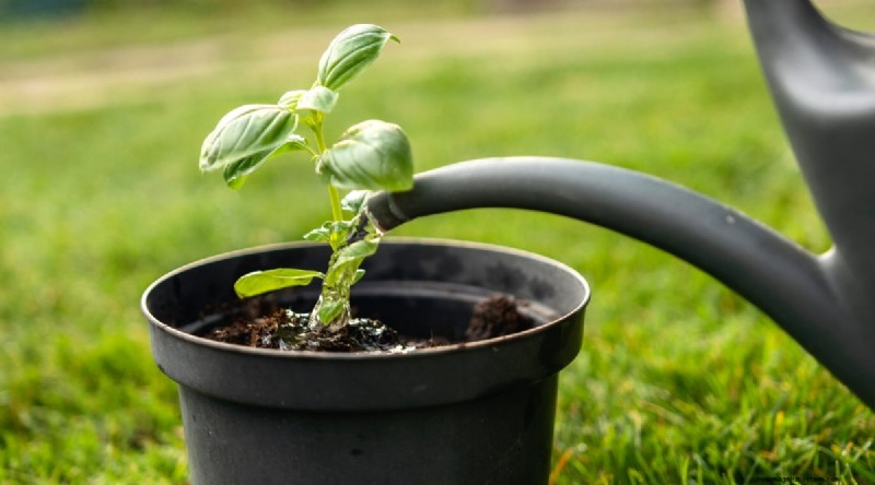 15 Proven Strategies to Grow Lush Basil in Pots and Containers