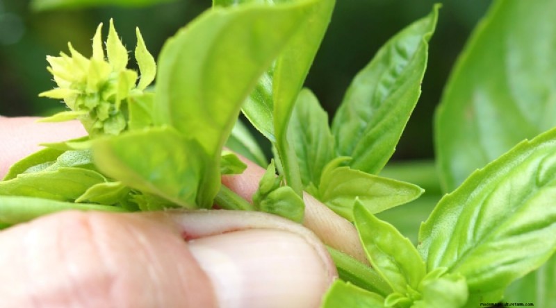 15 Proven Strategies to Grow Lush Basil in Pots and Containers