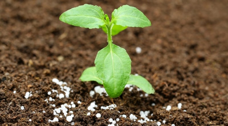 15 Proven Strategies to Grow Lush Basil in Pots and Containers
