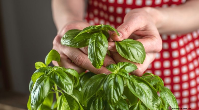 15 Proven Strategies to Grow Lush Basil in Pots and Containers