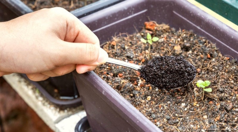 15 Proven Strategies to Grow Lush Basil in Pots and Containers