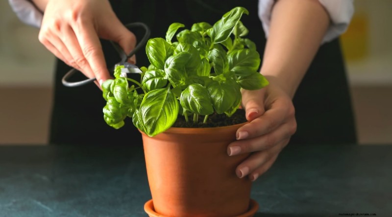 15 Proven Strategies to Grow Lush Basil in Pots and Containers