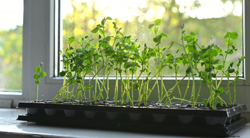 Container‑Grown Peas: A Proven System for Quick, Bountiful Harvests