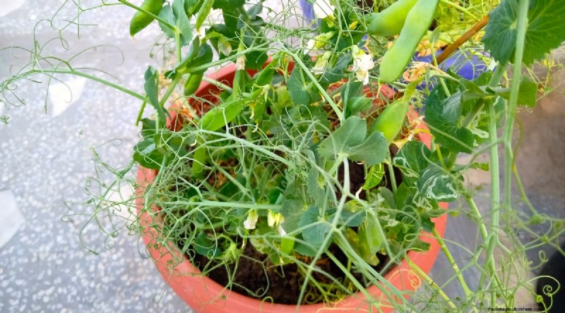 Container‑Grown Peas: A Proven System for Quick, Bountiful Harvests