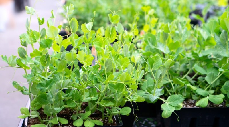 Container‑Grown Peas: A Proven System for Quick, Bountiful Harvests