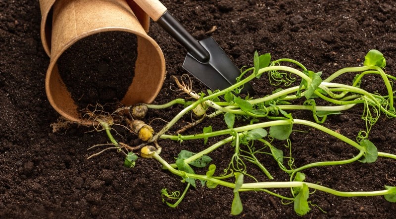 Container‑Grown Peas: A Proven System for Quick, Bountiful Harvests