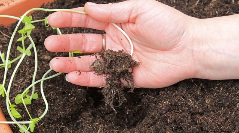 Container‑Grown Peas: A Proven System for Quick, Bountiful Harvests