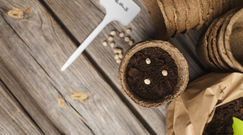 Container‑Grown Peas: A Proven System for Quick, Bountiful Harvests