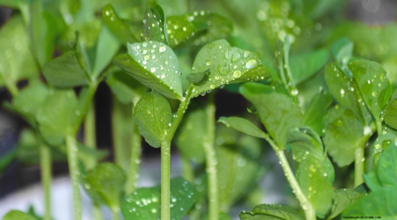 Container‑Grown Peas: A Proven System for Quick, Bountiful Harvests