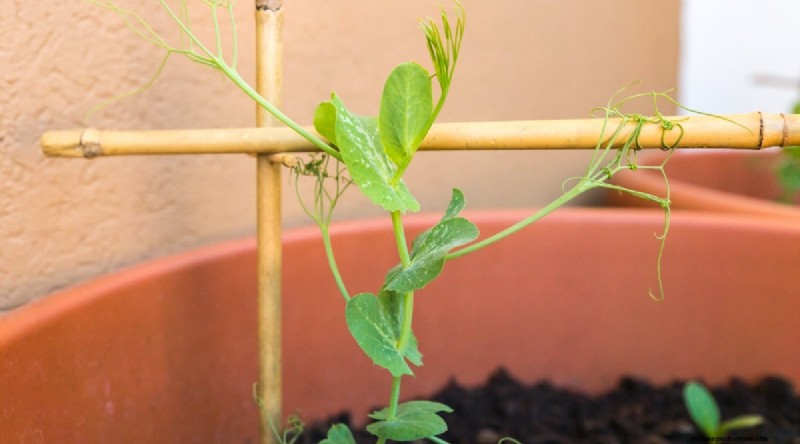 Container‑Grown Peas: A Proven System for Quick, Bountiful Harvests
