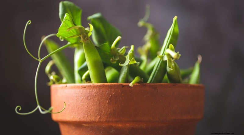 Container‑Grown Peas: A Proven System for Quick, Bountiful Harvests