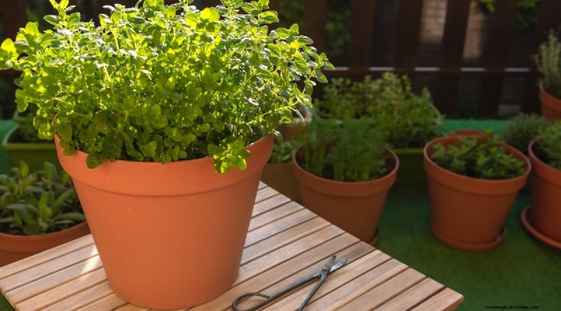 How to Cultivate Robust Oregano in Containers: Expert Tips & Proven Techniques