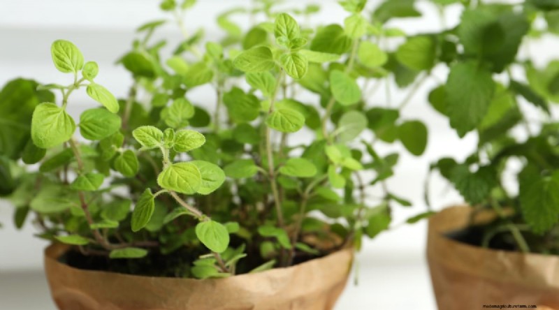 How to Cultivate Robust Oregano in Containers: Expert Tips & Proven Techniques