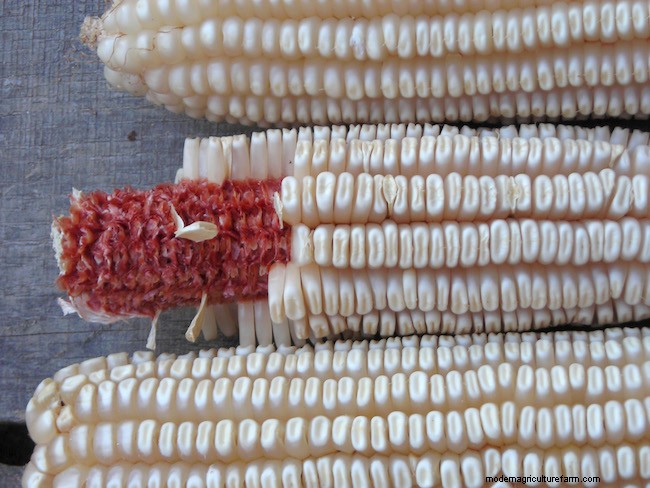 Southern Exposure Seed Exchange: Expert‑Curated High‑Yield Staple Crops for Modern Victory Gardens