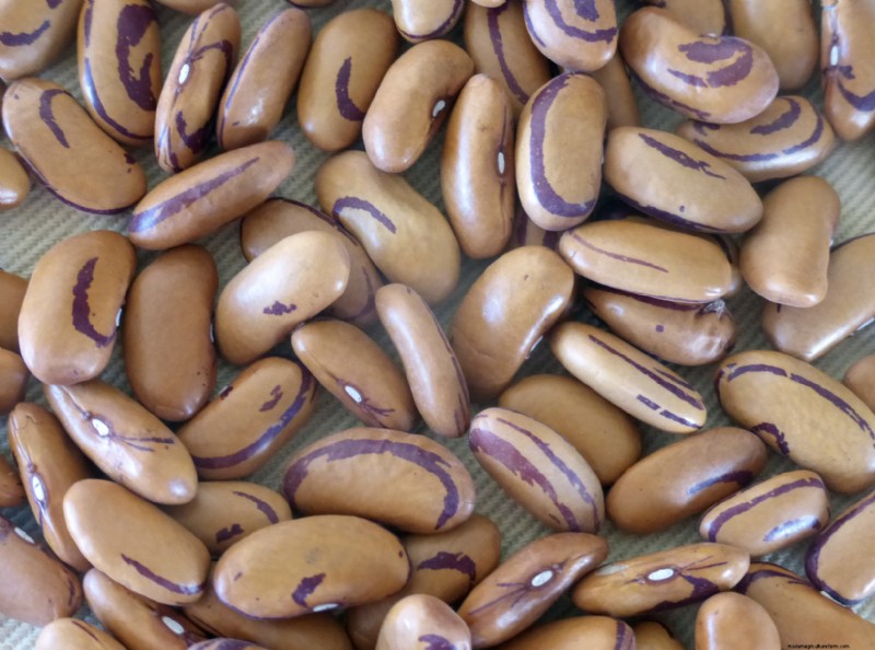 Southern Exposure Seed Exchange: Expert‑Curated High‑Yield Staple Crops for Modern Victory Gardens