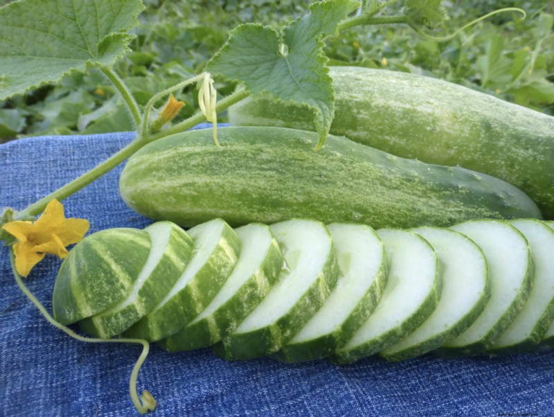 Southern Exposure Seed Exchange: Expert‑Curated High‑Yield Staple Crops for Modern Victory Gardens