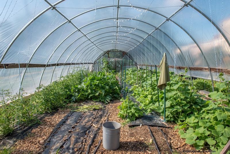 High Tunnel Management: Proven Practices for Optimal Crop Yield