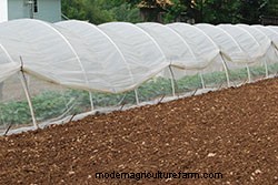 Low‑Cost Caterpillar Tunnels: A Proven, Versatile Season‑Extension Solution