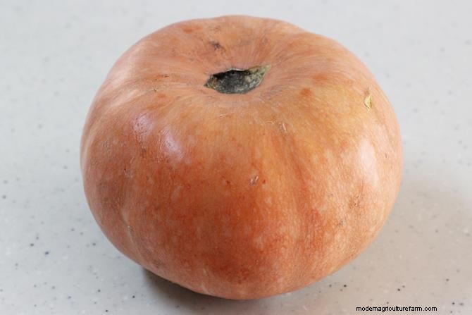 Kaddu ka Halwa: A Classic Pumpkin Sweet Delight