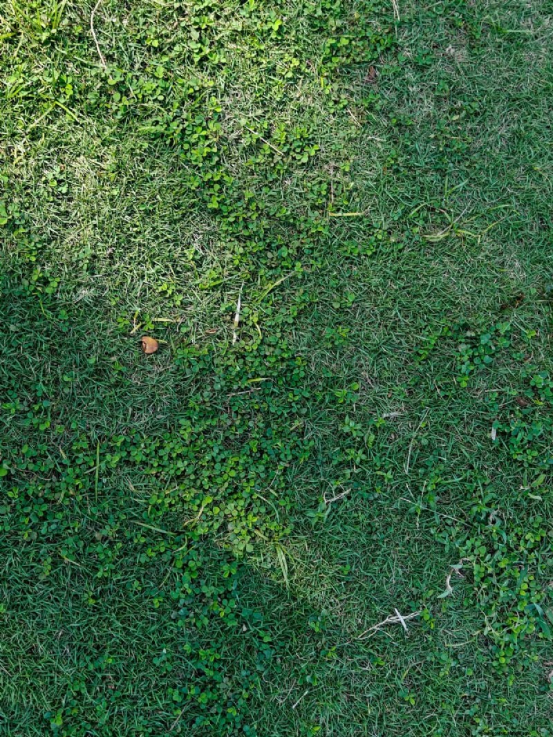 14 Eco‑Friendly Lawn Alternatives That Eliminate the Mower