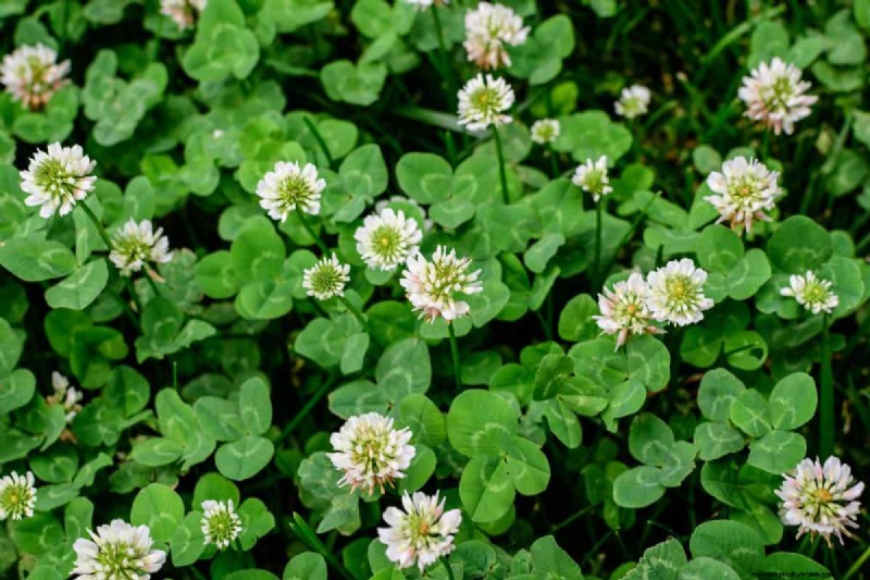 14 Eco‑Friendly Lawn Alternatives That Eliminate the Mower