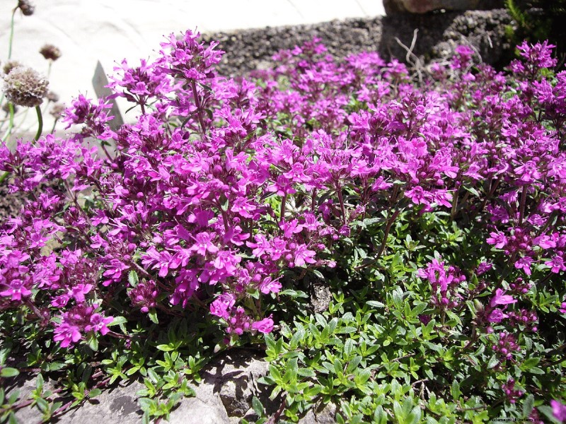 14 Eco‑Friendly Lawn Alternatives That Eliminate the Mower