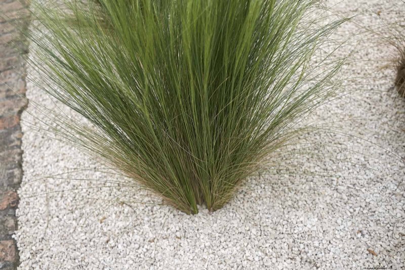 14 Eco‑Friendly Lawn Alternatives That Eliminate the Mower