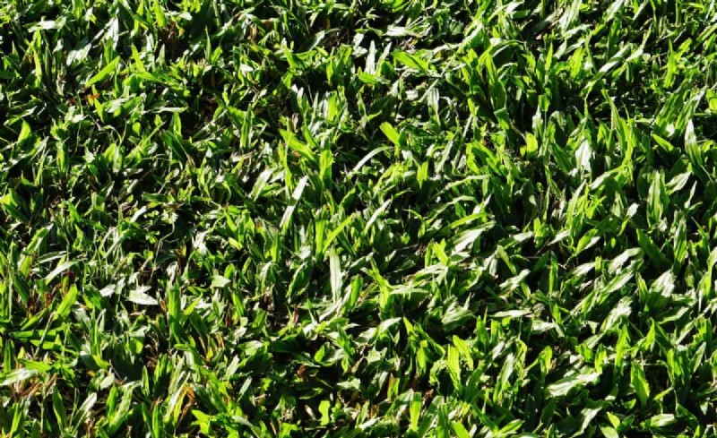 14 Eco‑Friendly Lawn Alternatives That Eliminate the Mower
