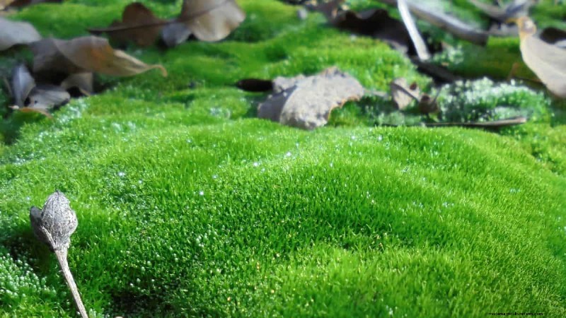 14 Eco‑Friendly Lawn Alternatives That Eliminate the Mower