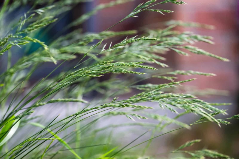14 Eco‑Friendly Lawn Alternatives That Eliminate the Mower