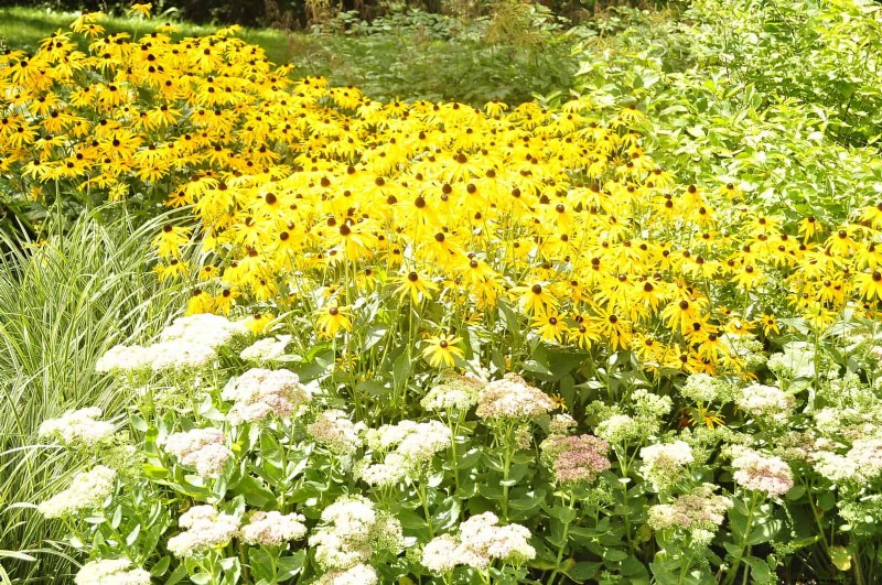 14 Eco‑Friendly Lawn Alternatives That Eliminate the Mower