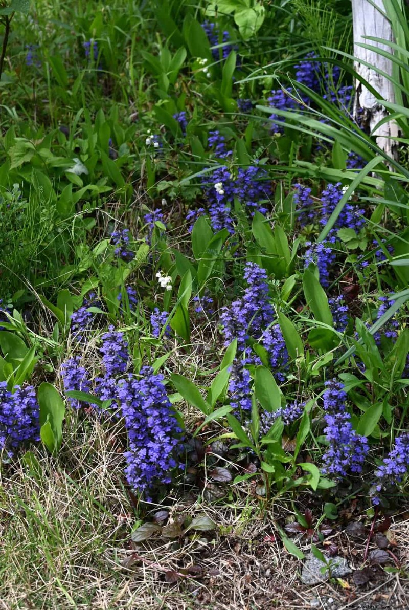 14 Eco‑Friendly Lawn Alternatives That Eliminate the Mower