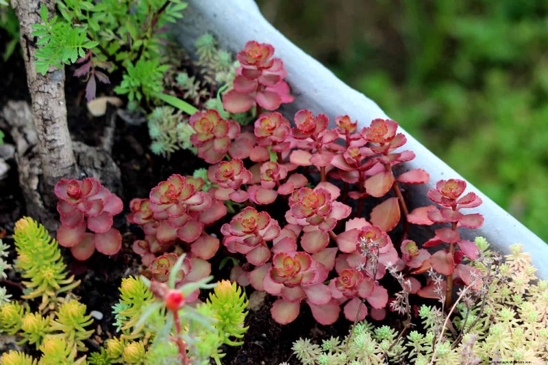 14 Eco‑Friendly Lawn Alternatives That Eliminate the Mower