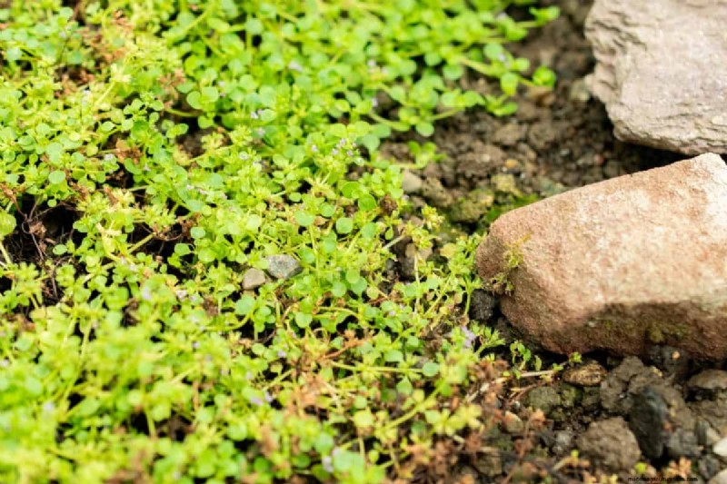 14 Eco‑Friendly Lawn Alternatives That Eliminate the Mower