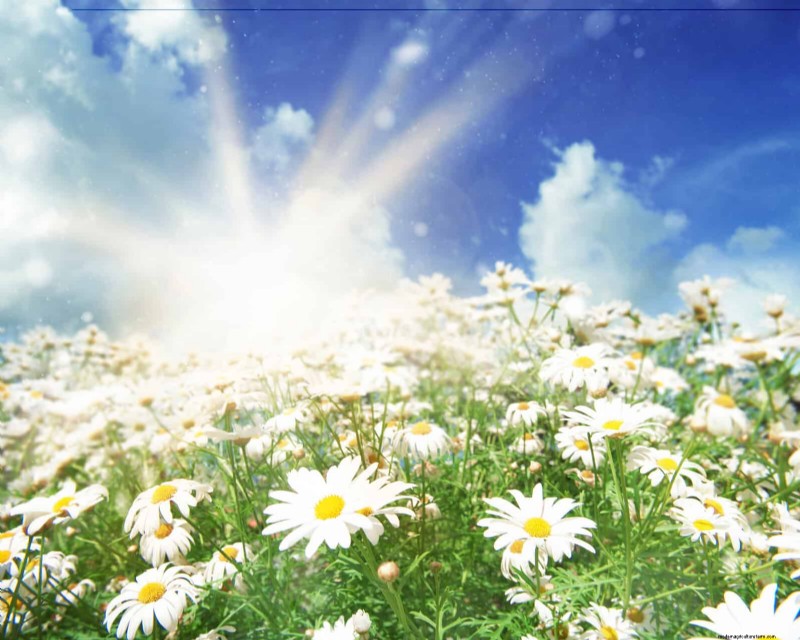 14 Eco‑Friendly Lawn Alternatives That Eliminate the Mower