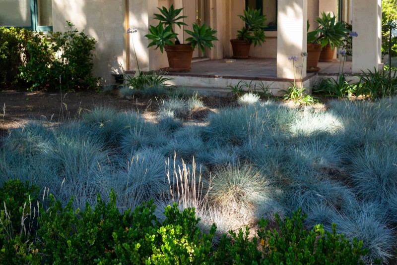 14 Eco‑Friendly Lawn Alternatives That Eliminate the Mower