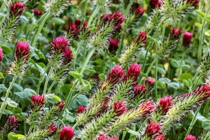 13 Proven Soil Strategies from Certified Organic Farmers—Easy to Apply in Your Backyard