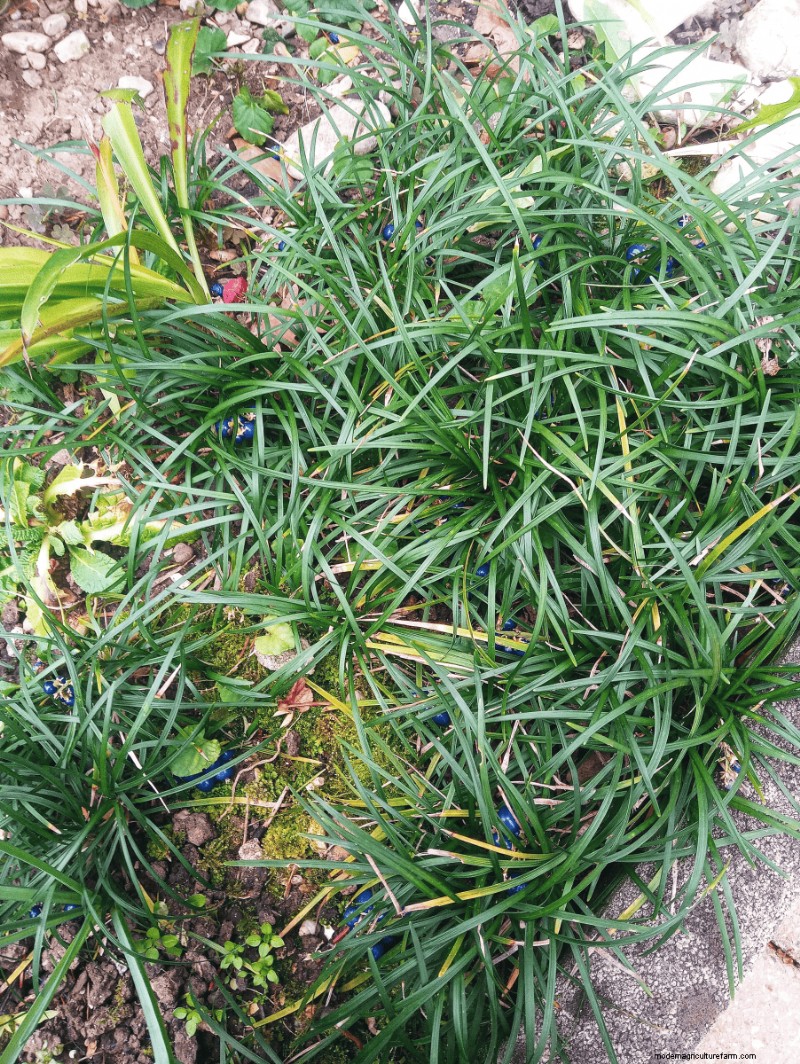 15 Proven Garden Bed Edging Ideas to Keep Your Landscape Neat
