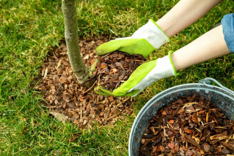 14 Front‑Yard Red Flags That Reveal a New Homeowner